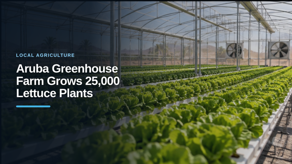Climate-adapted greenhouse farm growing lettuce in Savaneta, Aruba